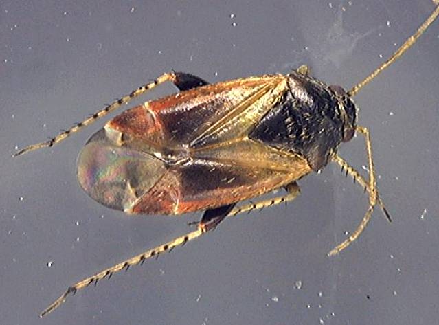 Psallus 1